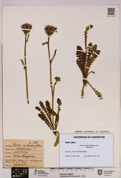 Perezia pedicularidifolia [Espécimen: UDEC:CONC:0126910]
