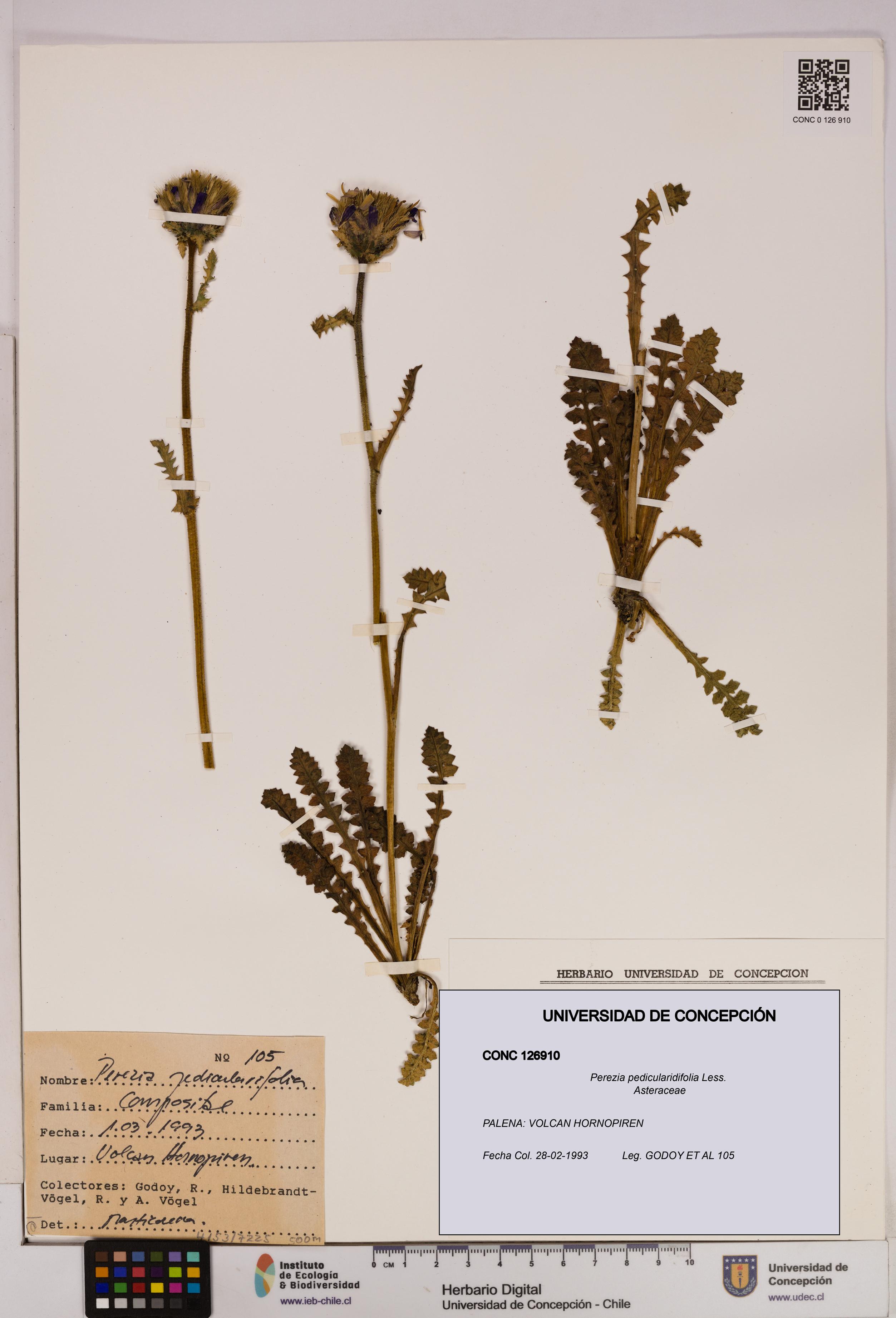 Perezia pedicularidifolia [Espécimen: UDEC:CONC:0126910]