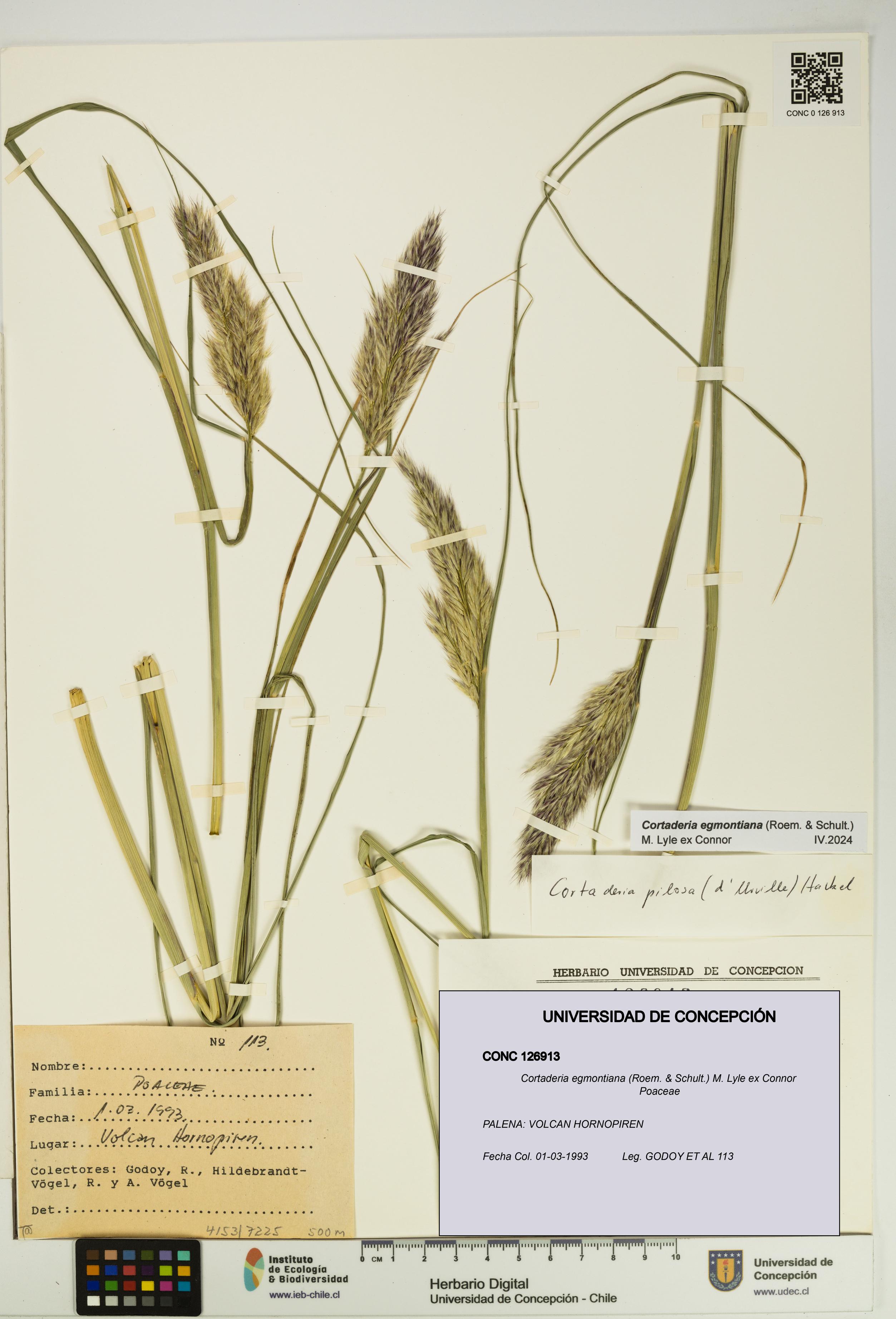 Cortaderia egmontiana [Espécimen: UDEC:CONC:0126913]