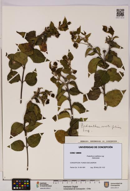 Podanthus ovatifolius [Espécimen: ]