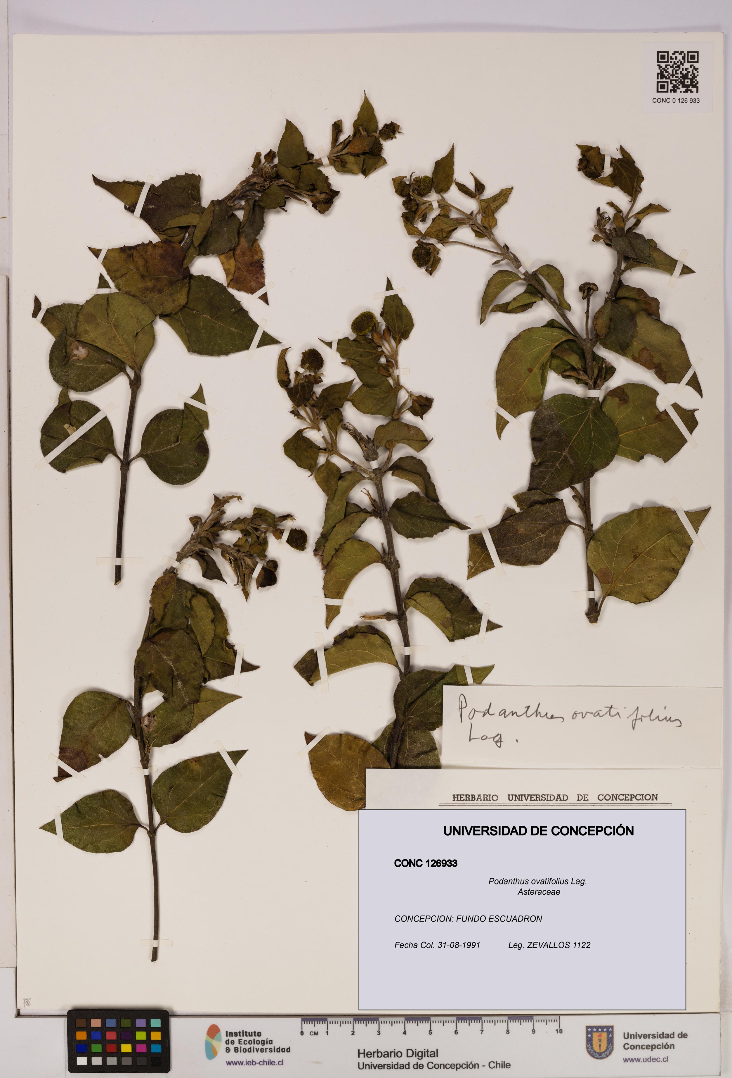 Podanthus ovatifolius [Espécimen: ]
