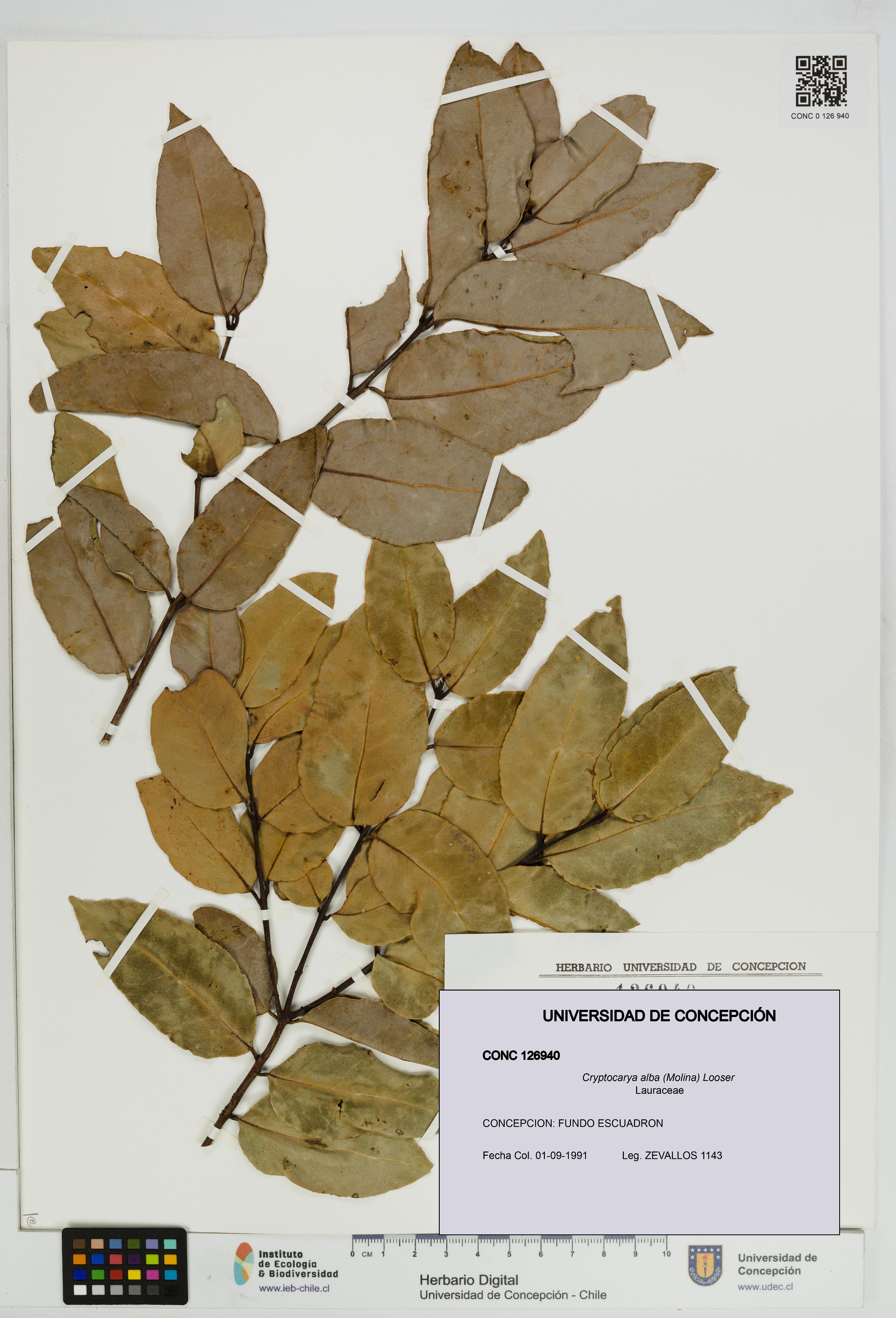 Cryptocarya alba [Espécimen: UDEC:CONC:0126940]