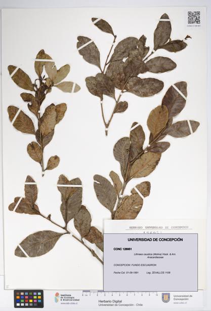 Lithraea caustica [Espécimen: UDEC:CONC:0126951]