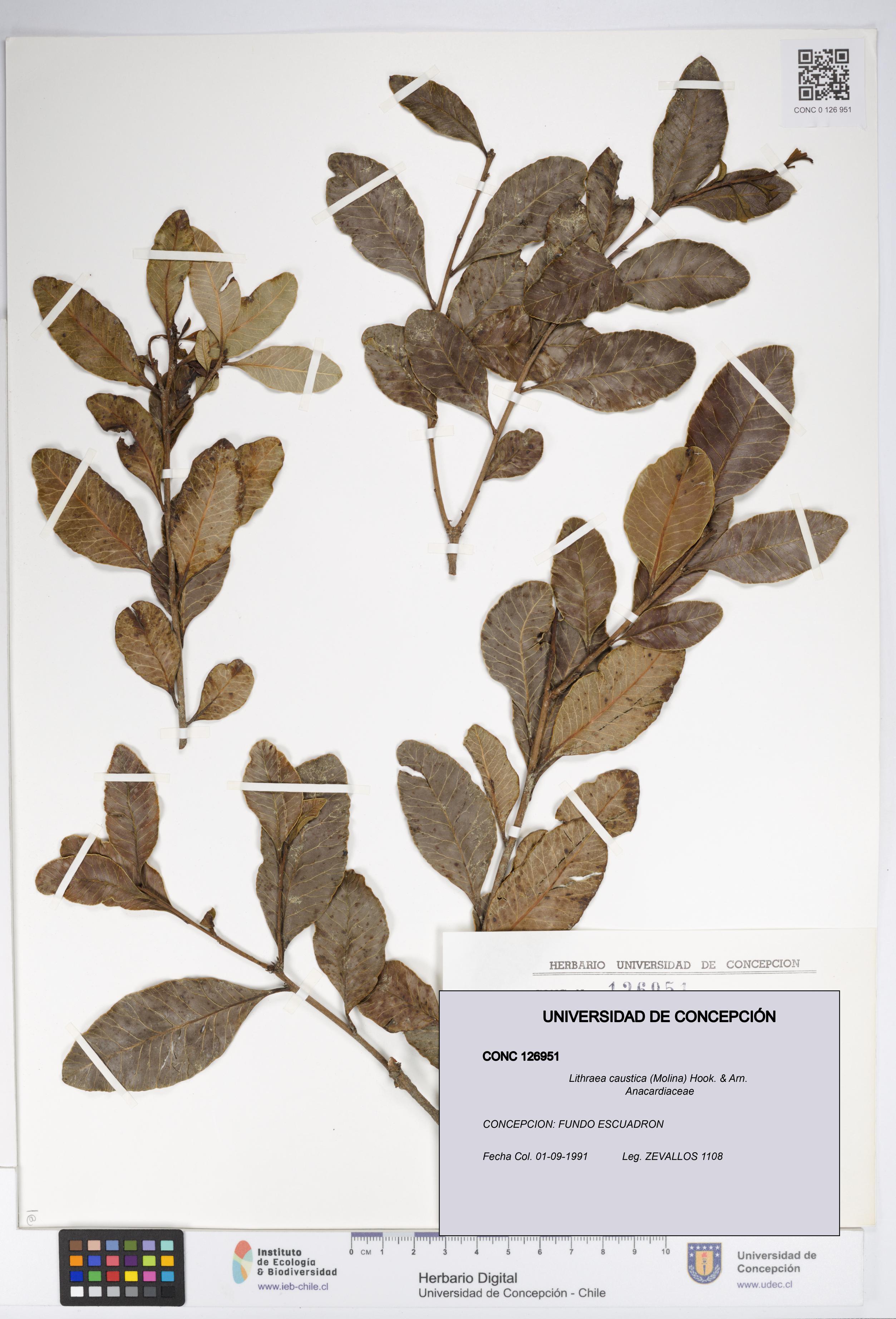 Lithraea caustica [Espécimen: UDEC:CONC:0126951]