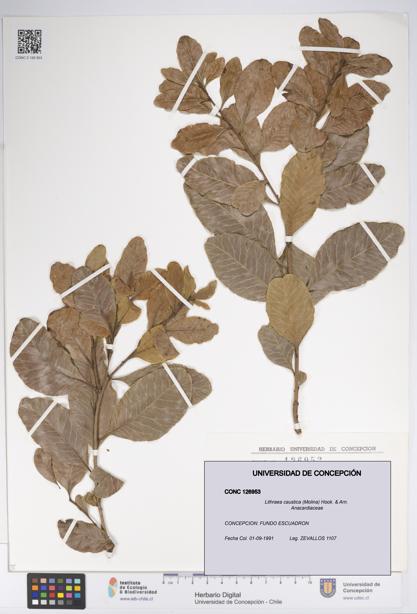 Lithraea caustica [Espécimen: UDEC:CONC:0126953]