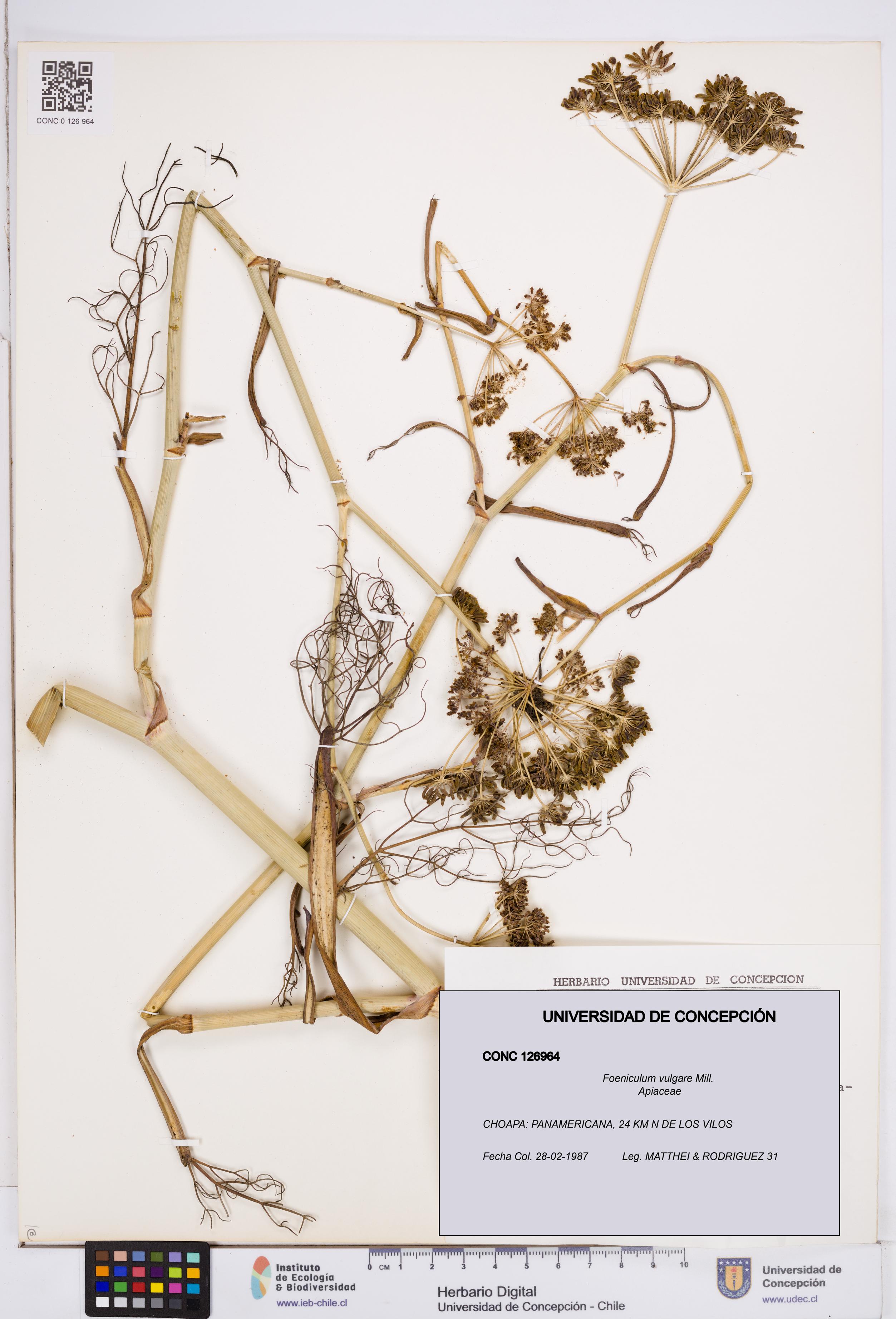 Foeniculum vulgare [Espécimen: ]