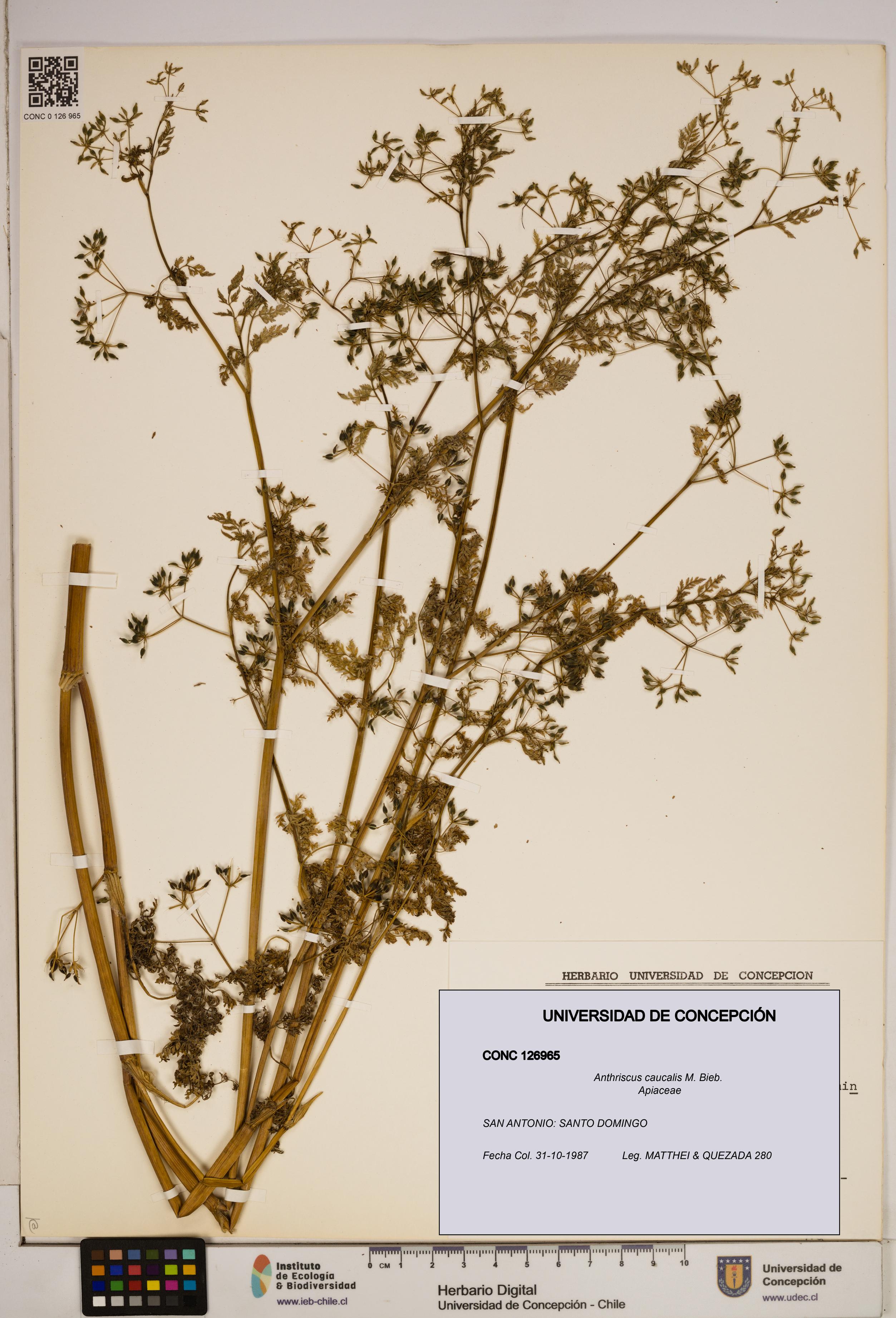 Anthriscus caucalis [Espécimen: ]