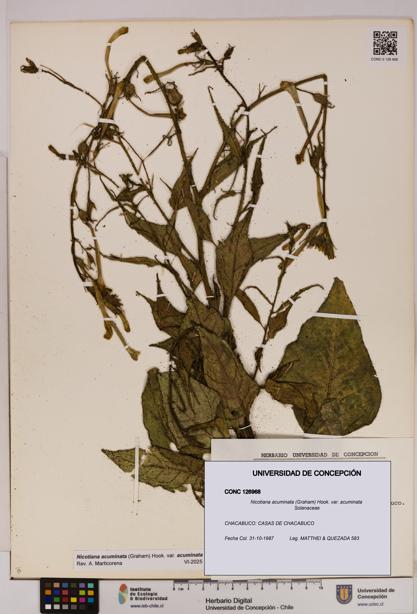 Nicotiana acuminata [Espécimen: UDEC:CONC:0126968]