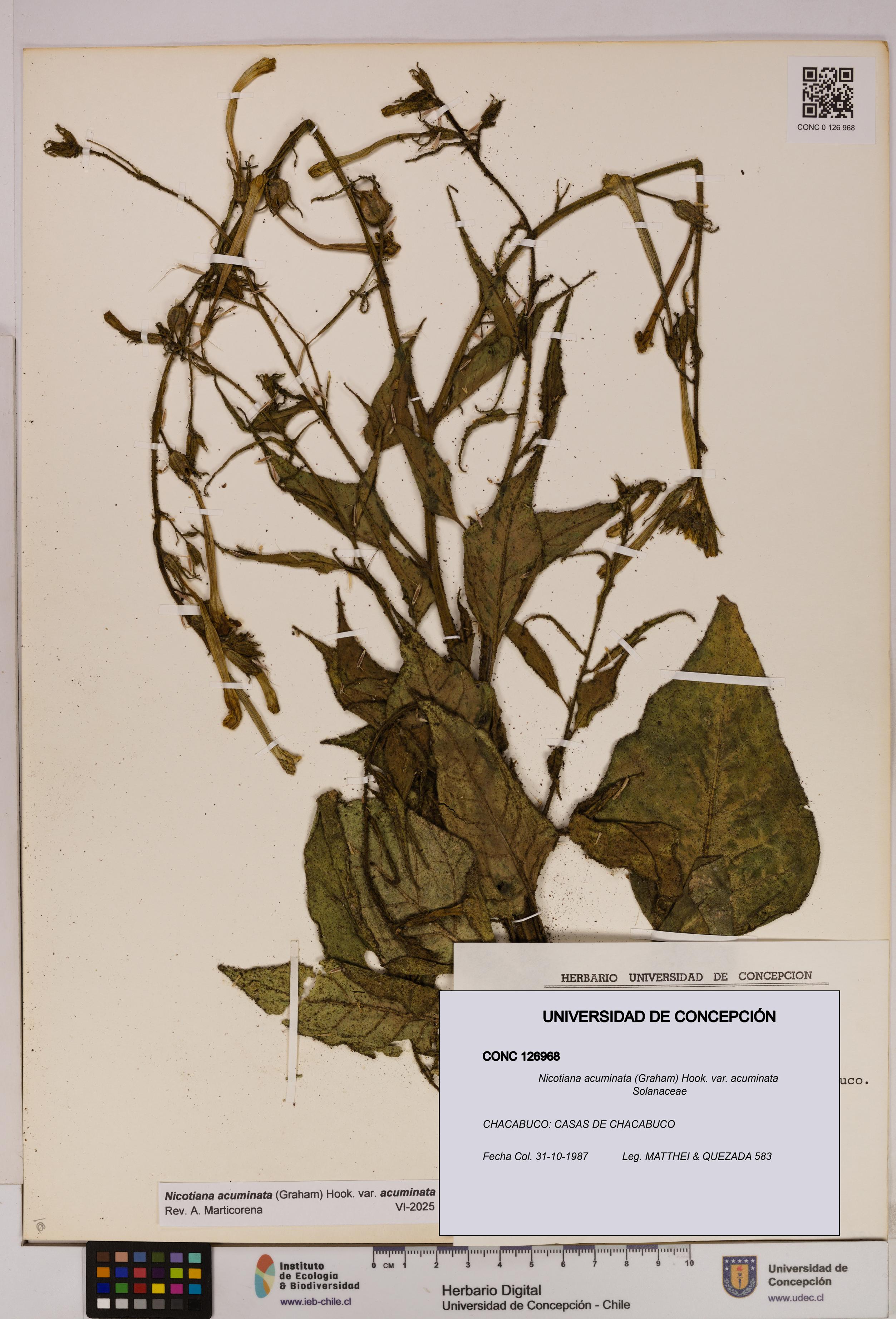 Nicotiana acuminata [Espécimen: UDEC:CONC:0126968]