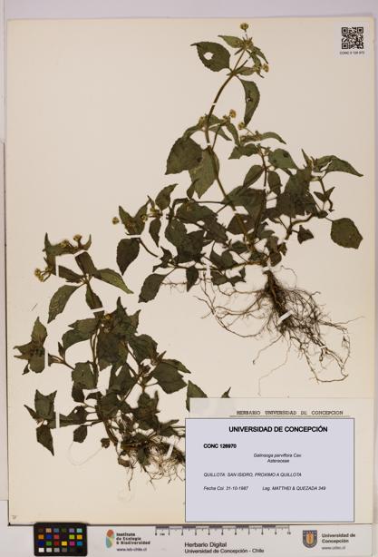 Galinsoga parviflora [Espécimen: UDEC:CONC:0126970]
