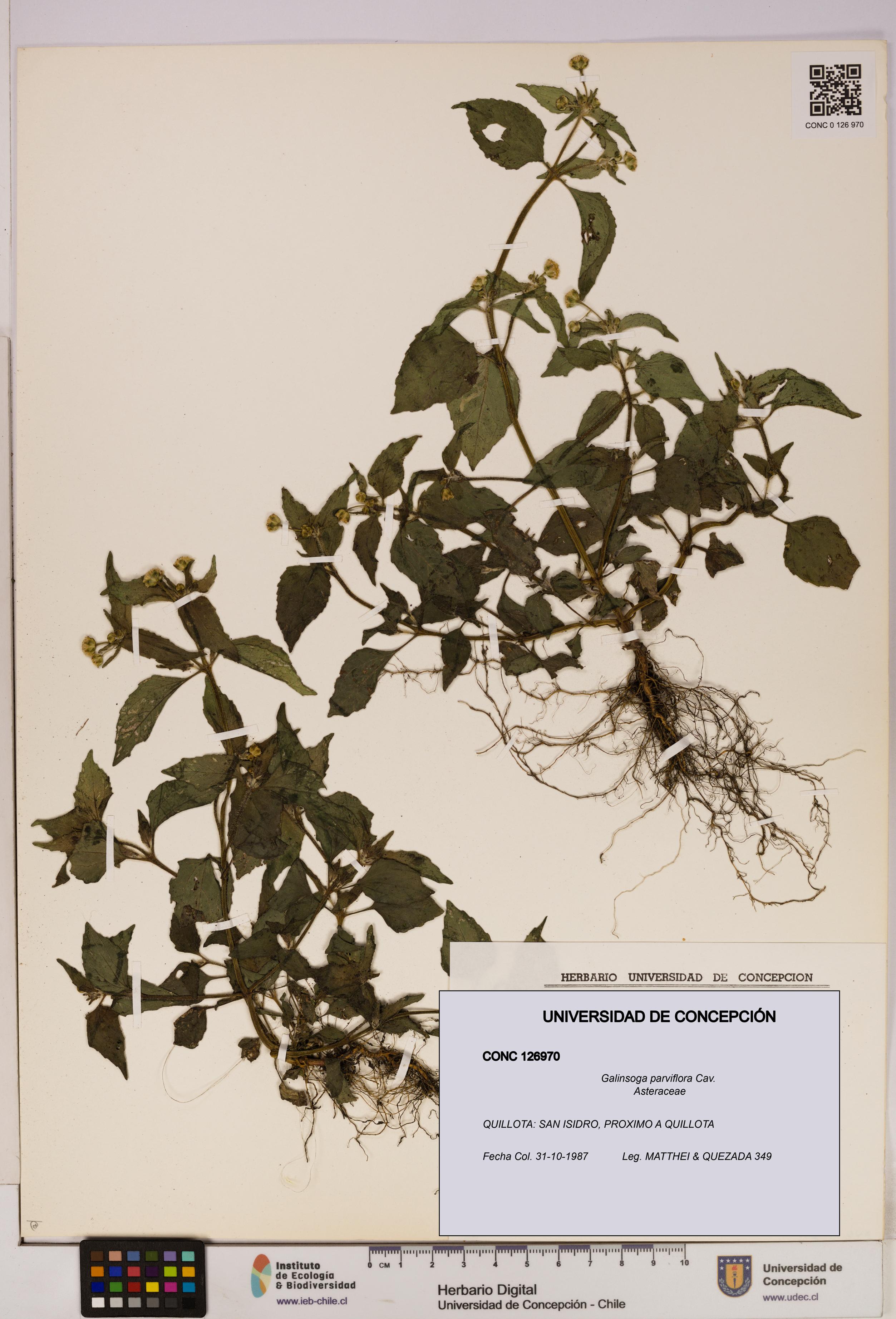 Galinsoga parviflora [Espécimen: UDEC:CONC:0126970]