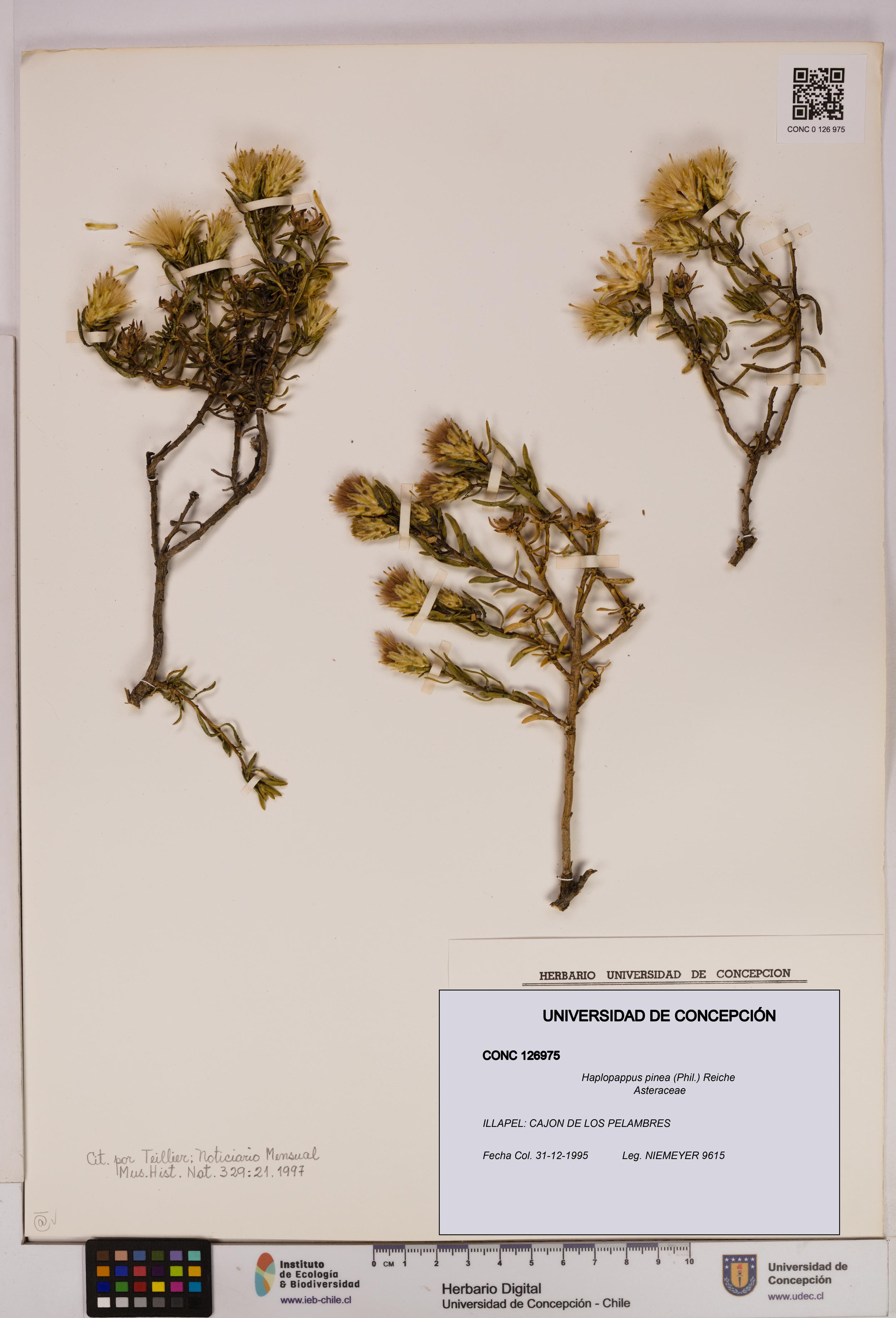 Haplopappus pinea [Espécimen: UDEC:CONC:0126975]
