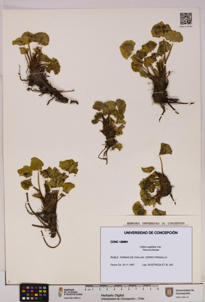 Caltha sagittata [Espécimen: UDEC:CONC:0126981]