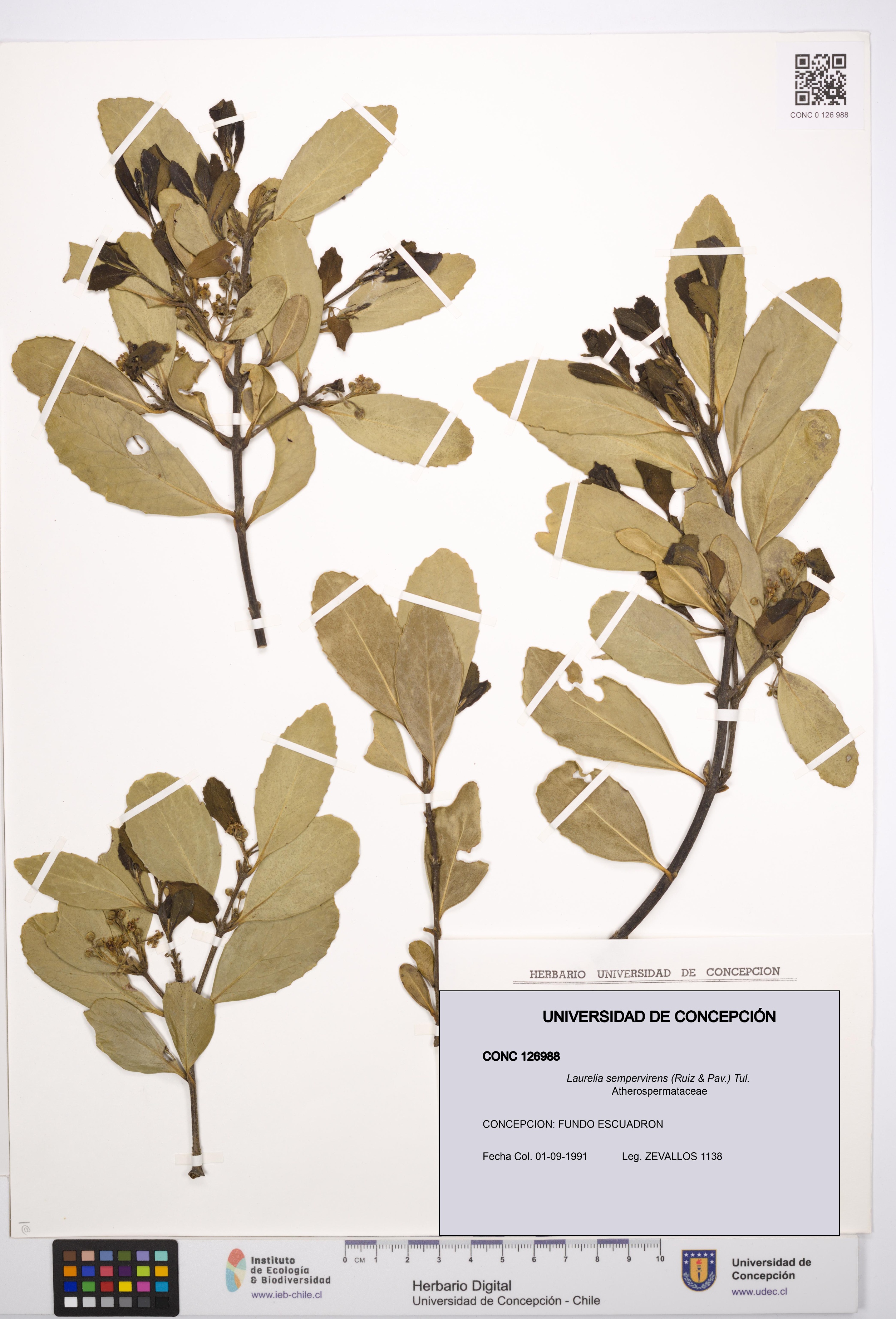 Laurelia sempervirens [Espécimen: UDEC:CONC:0126988]