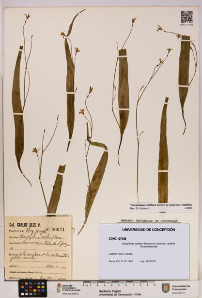 Tecophilaea violiflora fma. violiflora [Espécimen: UDEC:CONC:0127028]