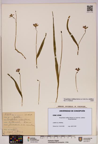 Tecophilaea violiflora fma. violiflora [Espécimen: UDEC:CONC:0127029]
