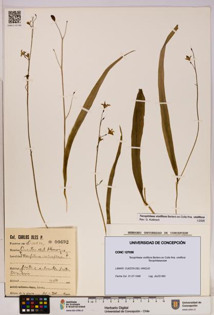 Tecophilaea violiflora fma. violiflora [Espécimen: UDEC:CONC:0127030]