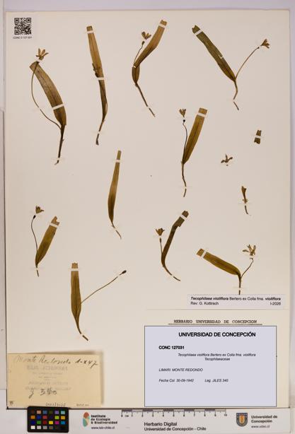 Tecophilaea violiflora fma. violiflora [Espécimen: UDEC:CONC:0127031]