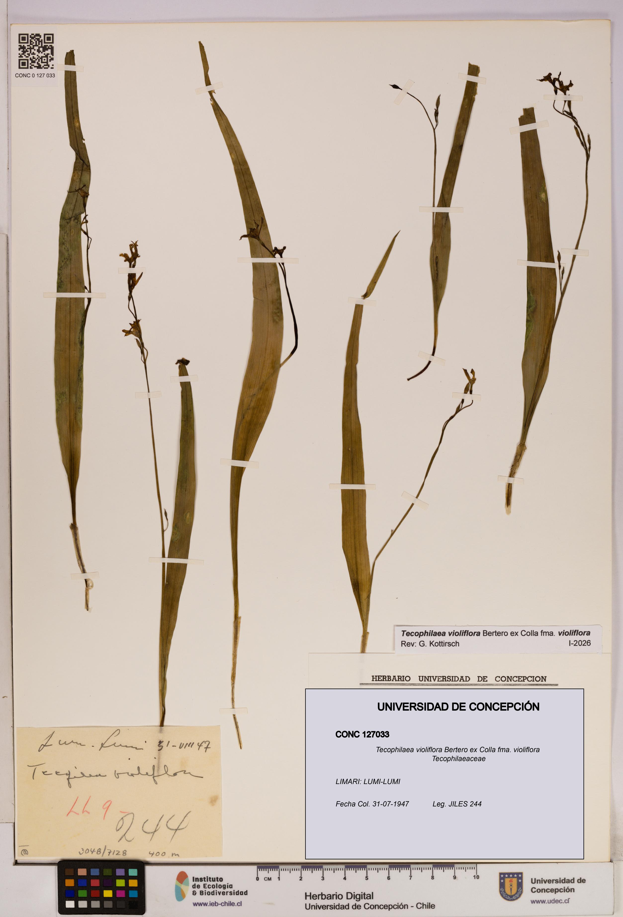 Tecophilaea violiflora fma. violiflora [Espécimen: UDEC:CONC:0127033]