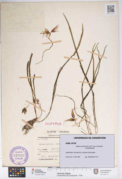Miersia humilis [Espécimen: UDEC:CONC:0127157]