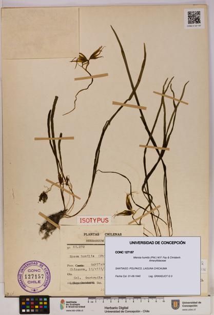 Miersia humilis [Espécimen: UDEC:CONC:0127157]