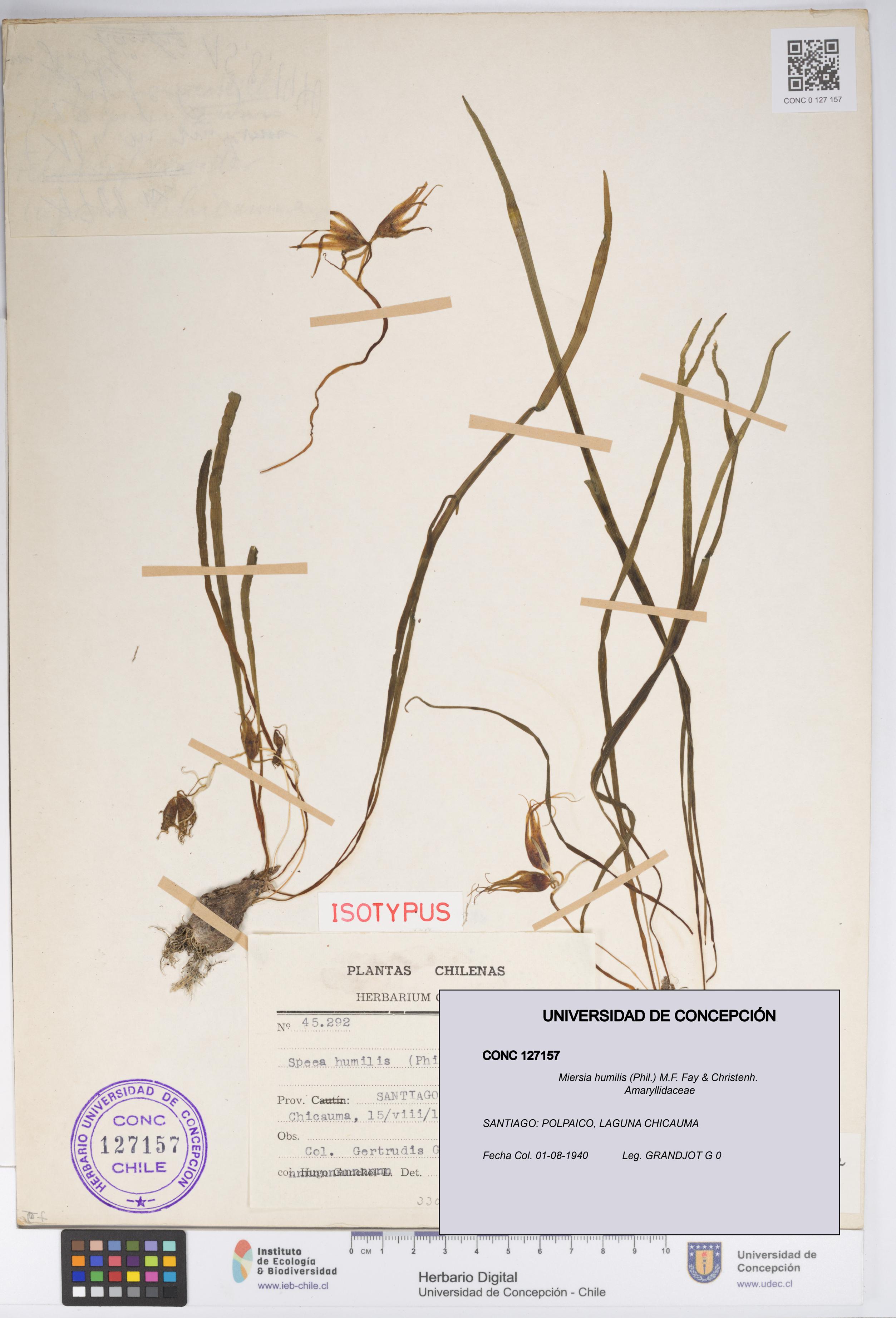 Miersia humilis [Espécimen: UDEC:CONC:0127157]