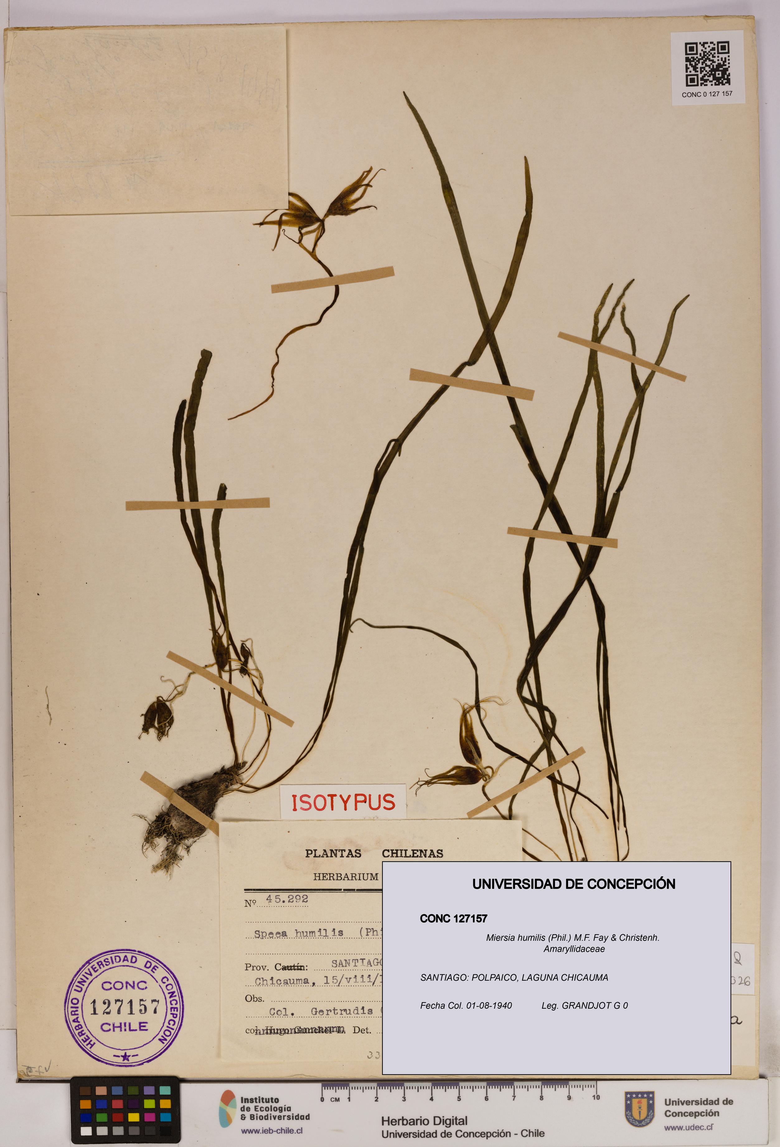 Miersia humilis [Espécimen: UDEC:CONC:0127157]