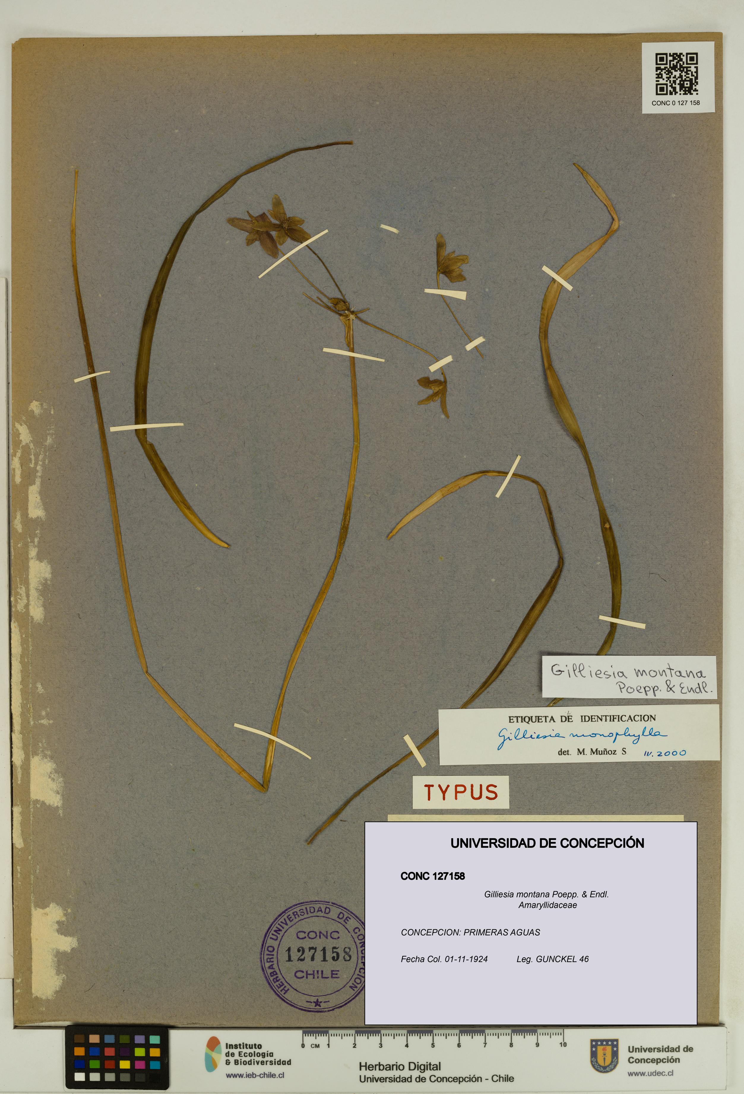 Gilliesia montana [Espécimen: UDEC:CONC:0127158]