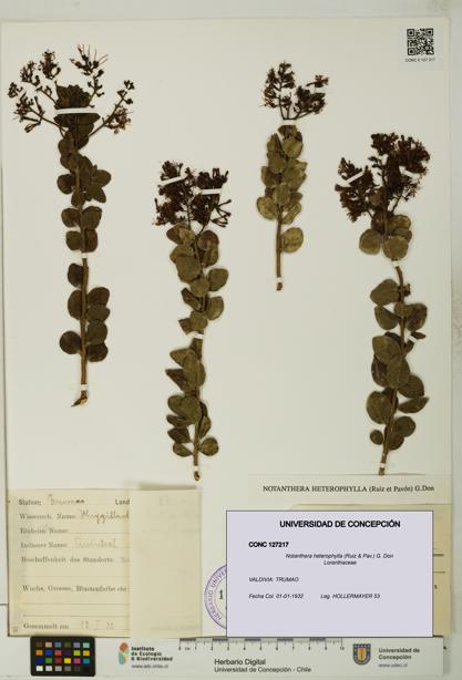 Notanthera heterophylla [Espécimen: UDEC:CONC:0127217]