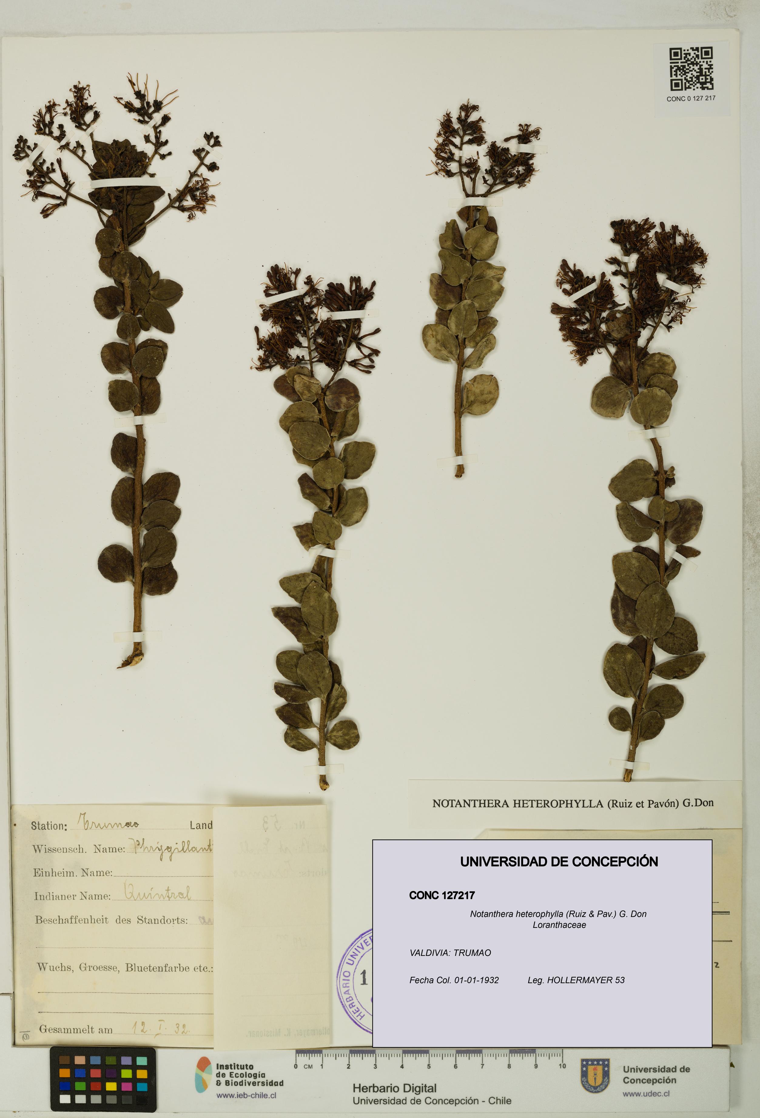 Notanthera heterophylla [Espécimen: UDEC:CONC:0127217]