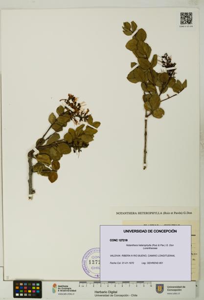 Notanthera heterophylla [Espécimen: UDEC:CONC:0127218]