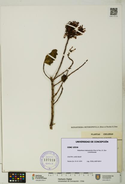 Notanthera heterophylla [Espécimen: UDEC:CONC:0127219]