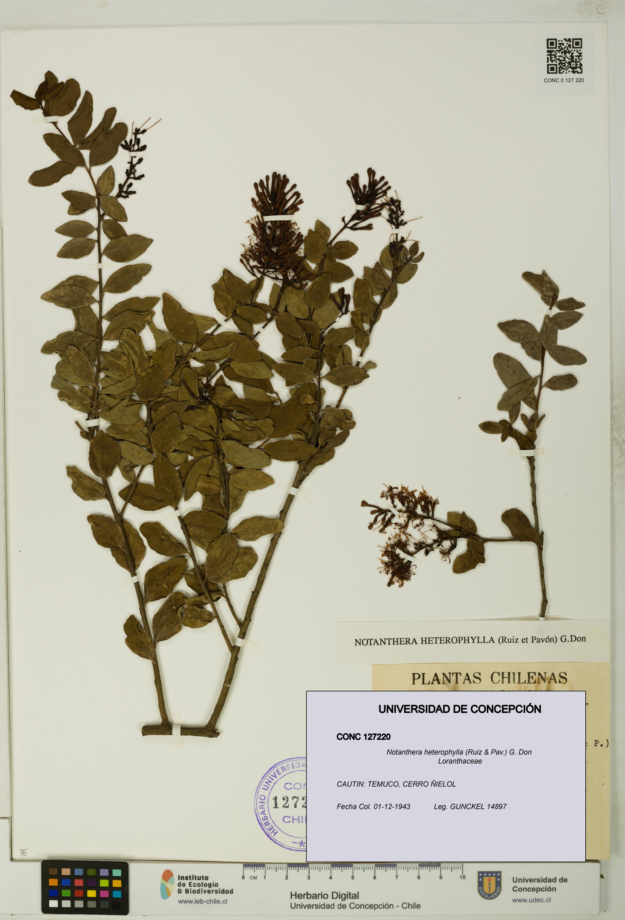 Notanthera heterophylla [Espécimen: UDEC:CONC:0127220]