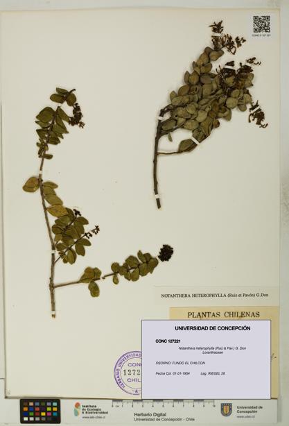 Notanthera heterophylla [Espécimen: UDEC:CONC:0127221]