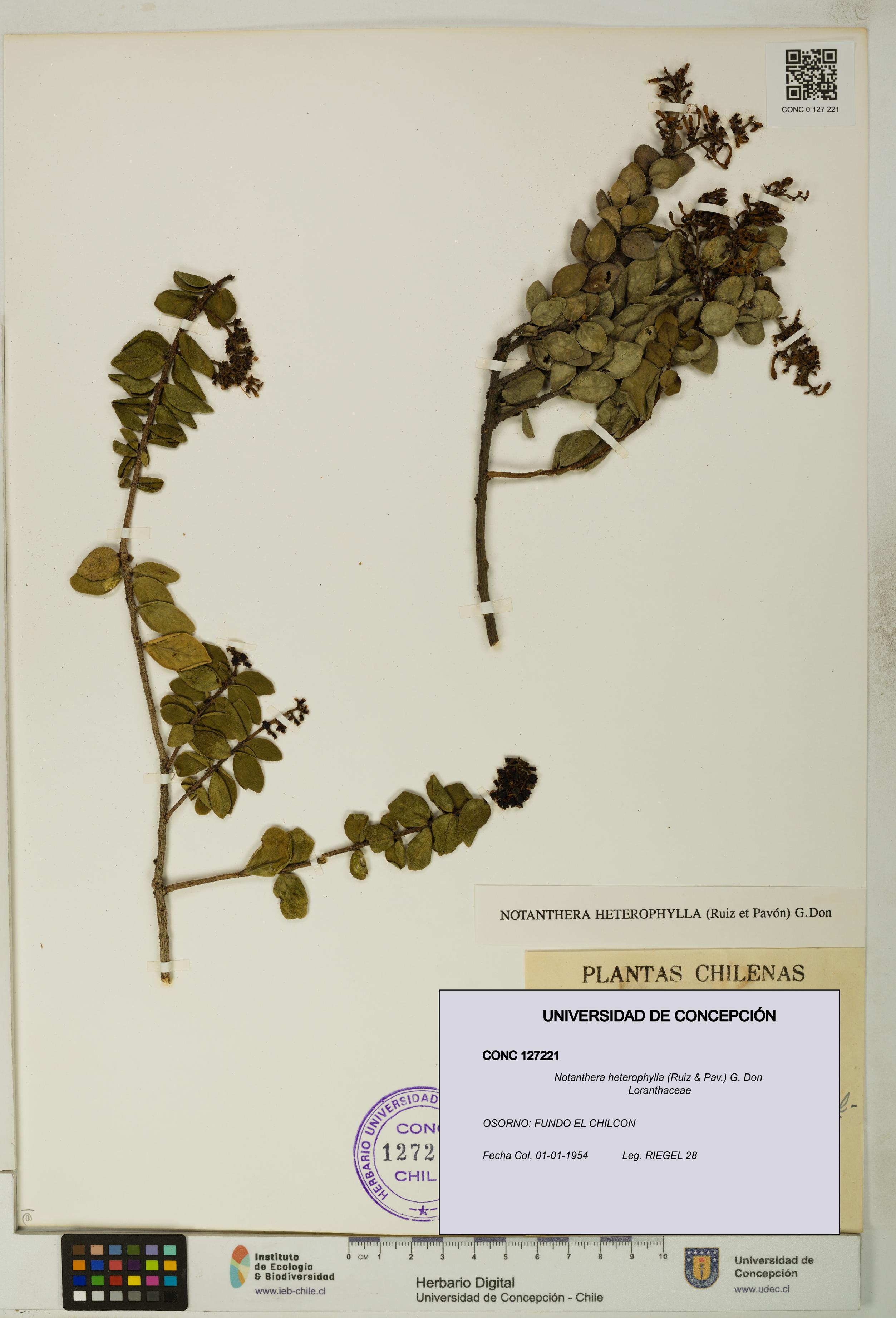 Notanthera heterophylla [Espécimen: UDEC:CONC:0127221]