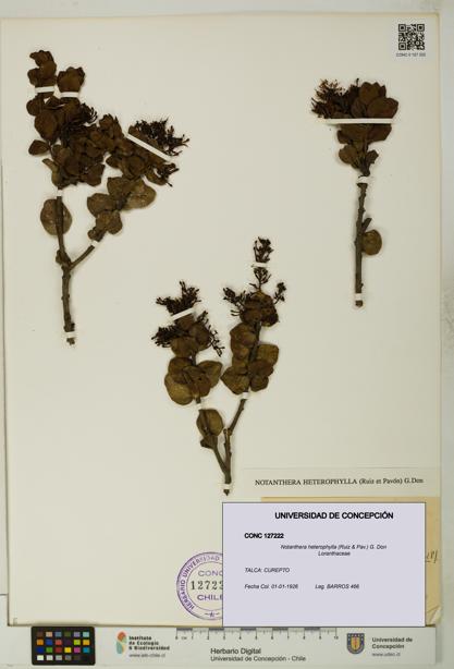 Notanthera heterophylla [Espécimen: UDEC:CONC:0127222]