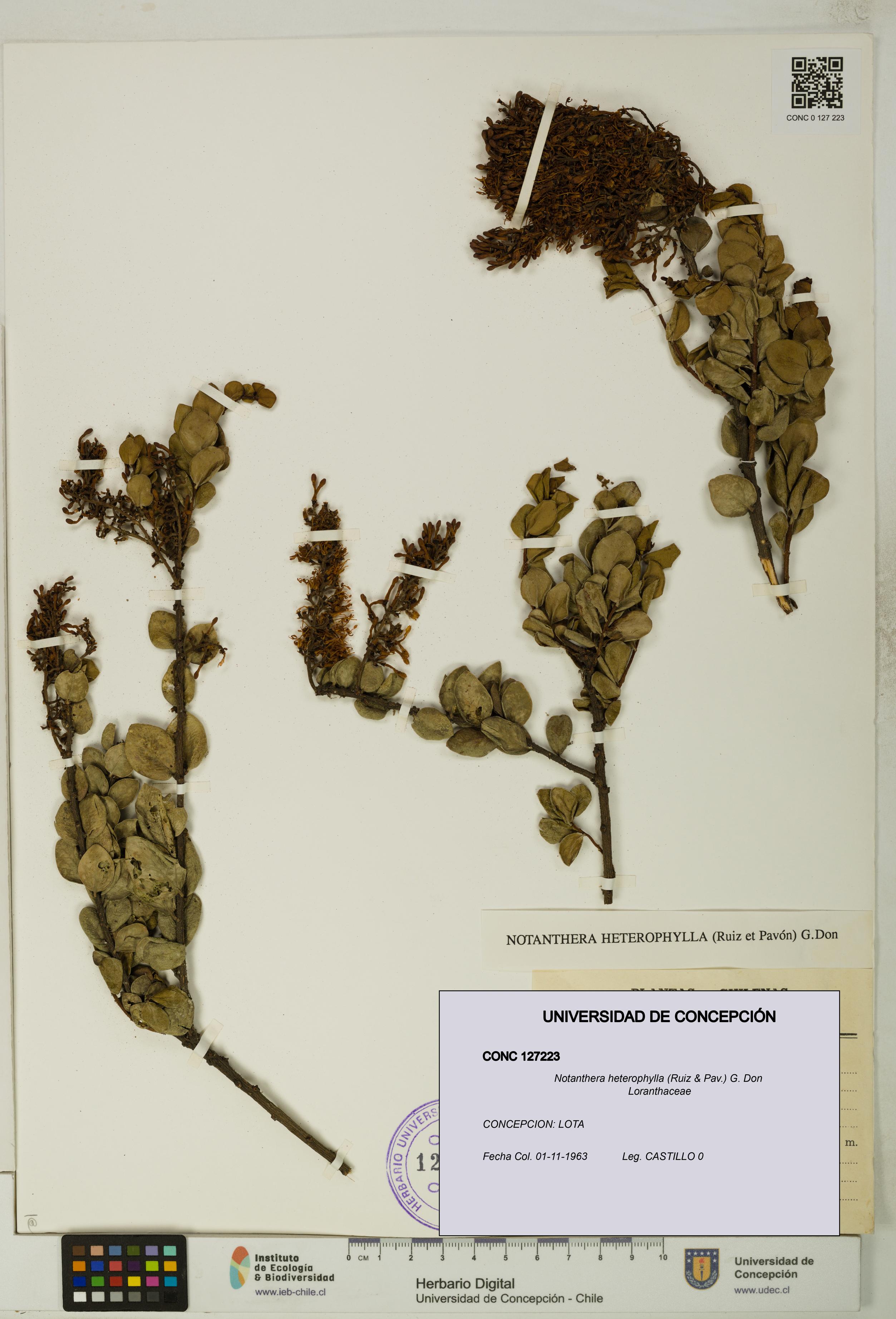 Notanthera heterophylla [Espécimen: UDEC:CONC:0127223]