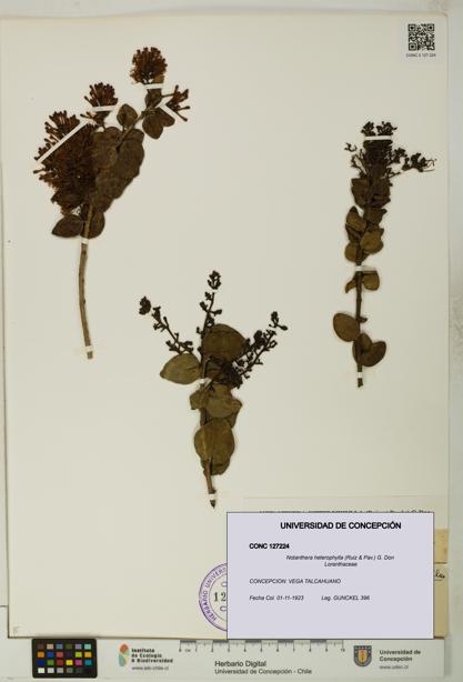 Notanthera heterophylla [Espécimen: UDEC:CONC:0127224]