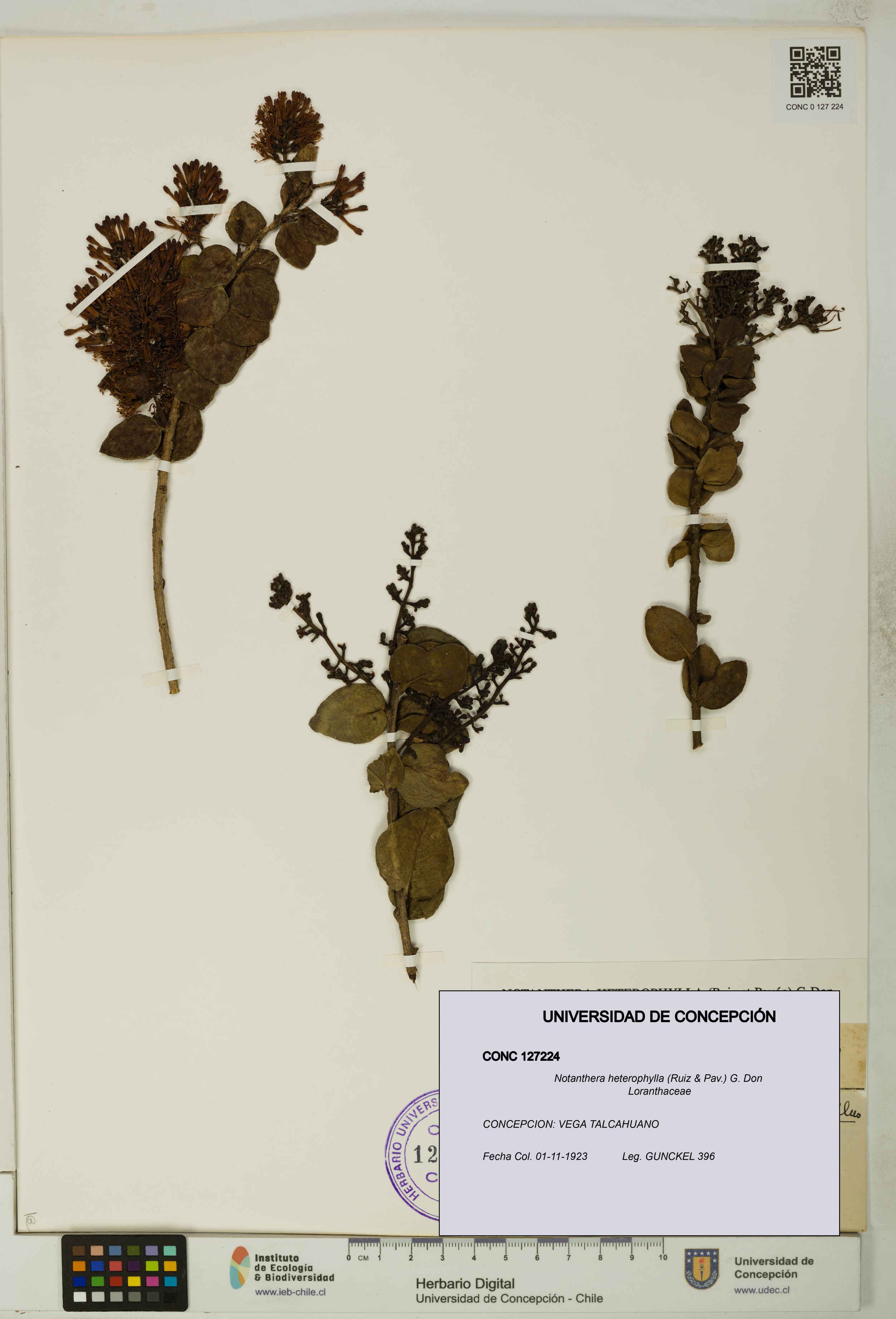 Notanthera heterophylla [Espécimen: UDEC:CONC:0127224]
