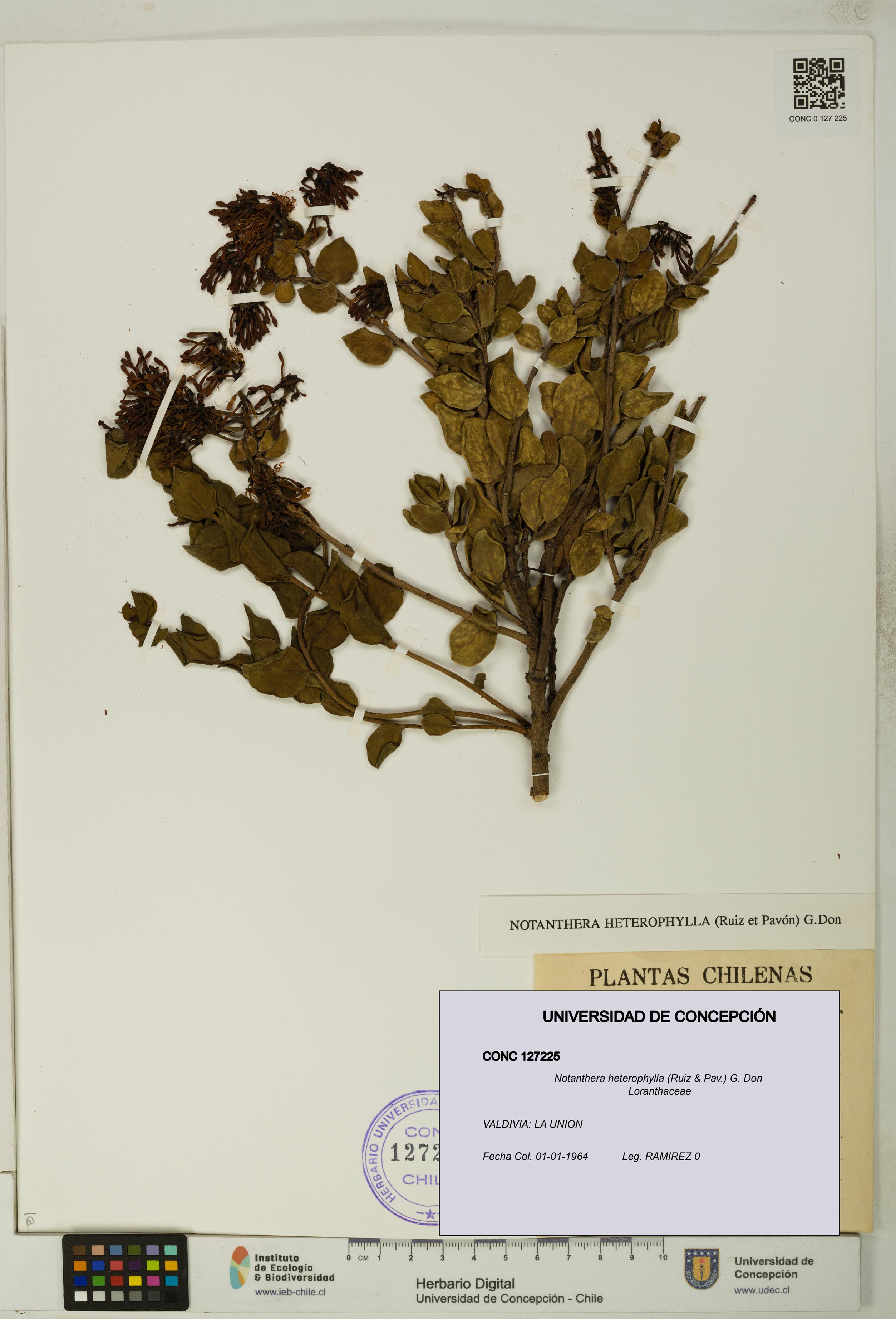 Notanthera heterophylla [Espécimen: UDEC:CONC:0127225]