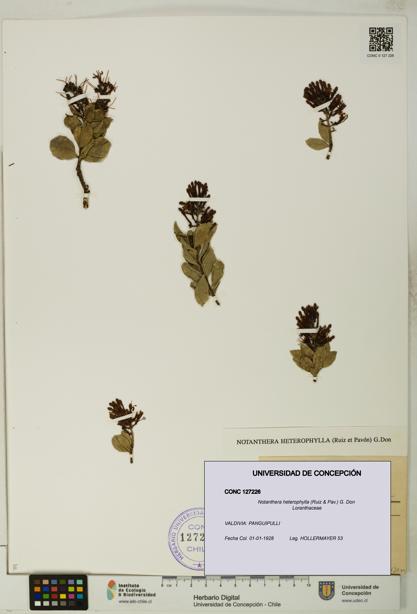 Notanthera heterophylla [Espécimen: UDEC:CONC:0127226]