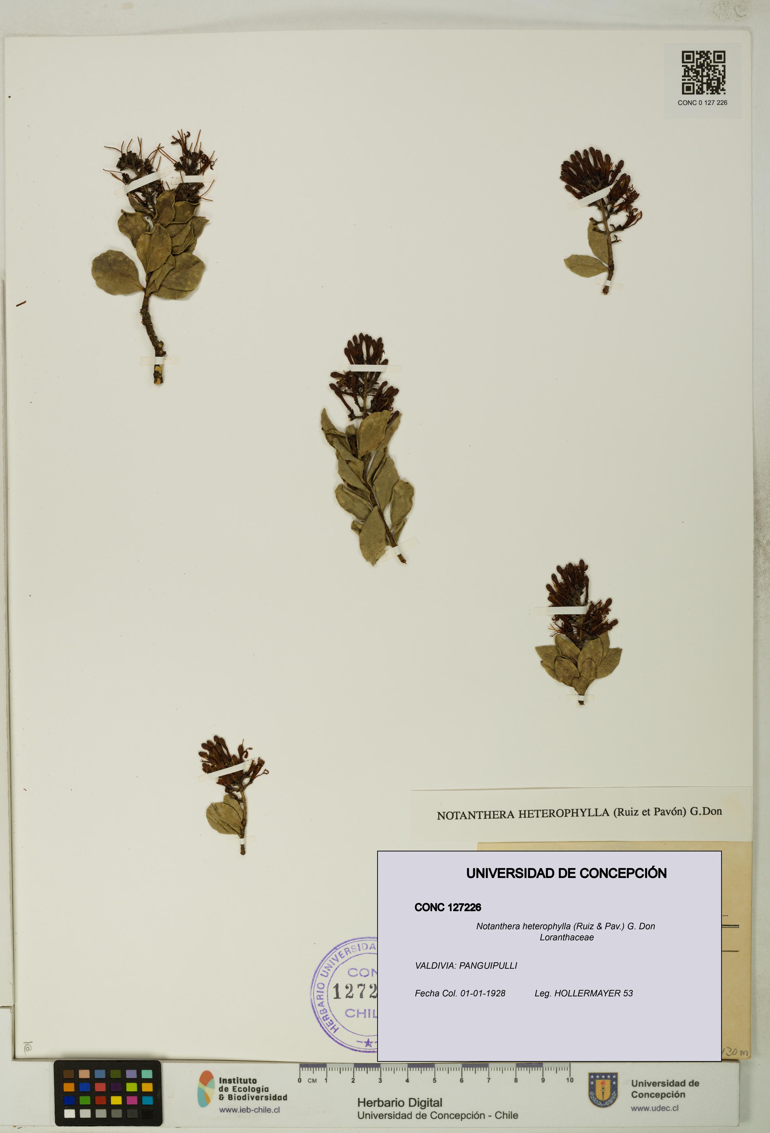 Notanthera heterophylla [Espécimen: UDEC:CONC:0127226]