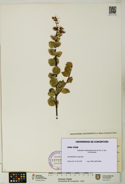Notanthera heterophylla [Espécimen: UDEC:CONC:0127228]