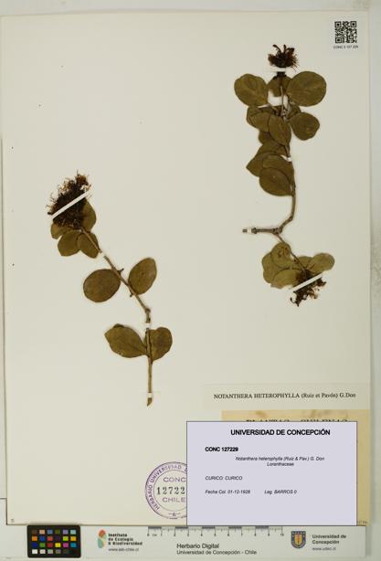 Notanthera heterophylla [Espécimen: UDEC:CONC:0127229]