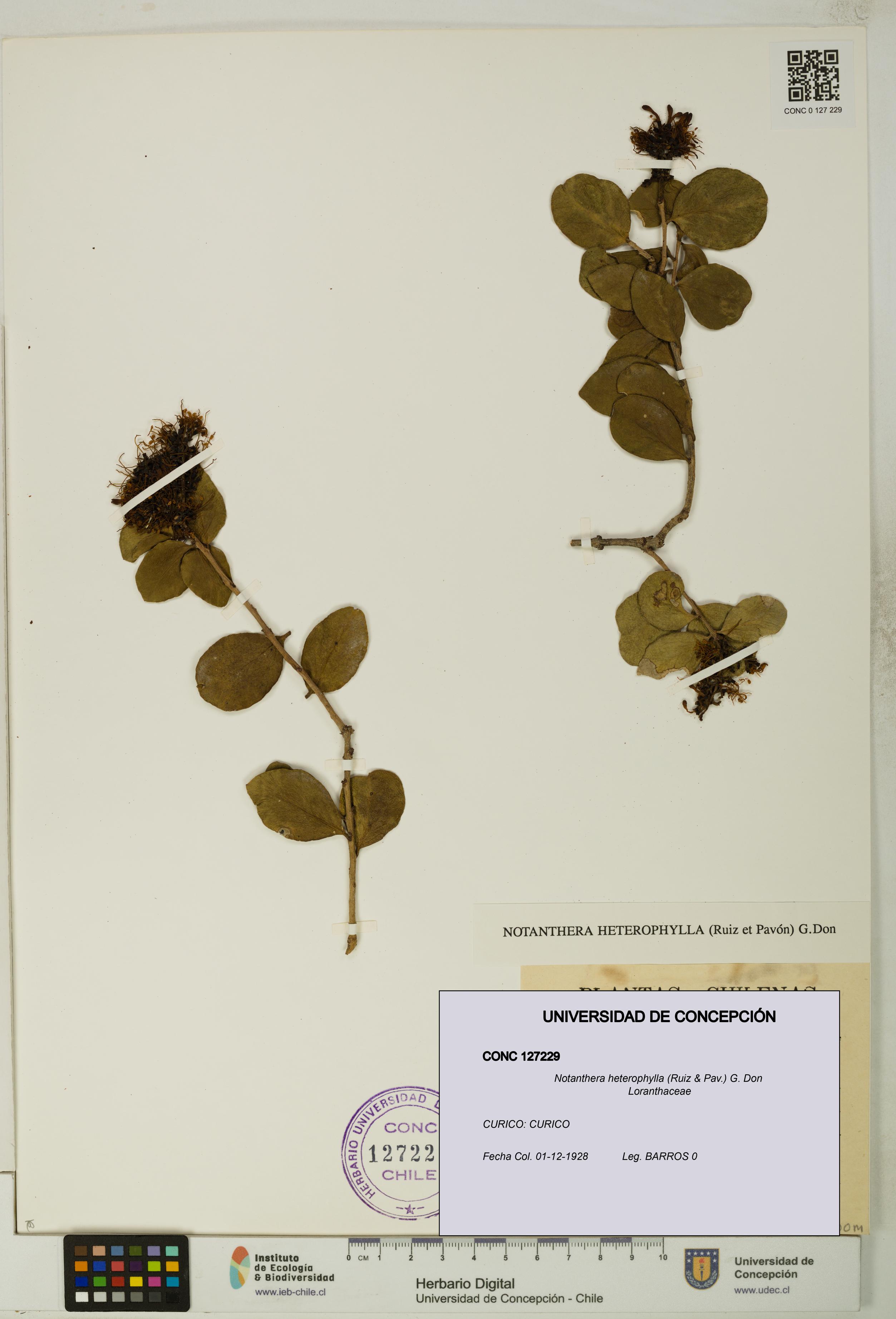 Notanthera heterophylla [Espécimen: UDEC:CONC:0127229]
