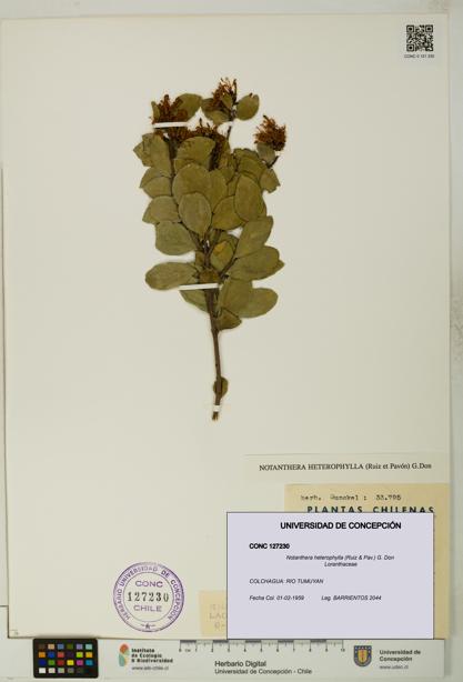 Notanthera heterophylla [Espécimen: UDEC:CONC:0127230]