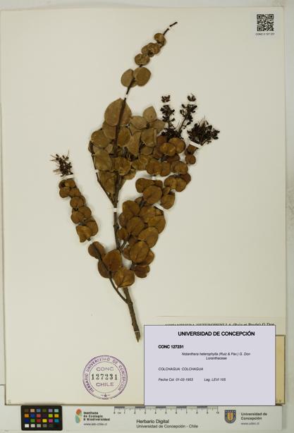 Notanthera heterophylla [Espécimen: UDEC:CONC:0127231]