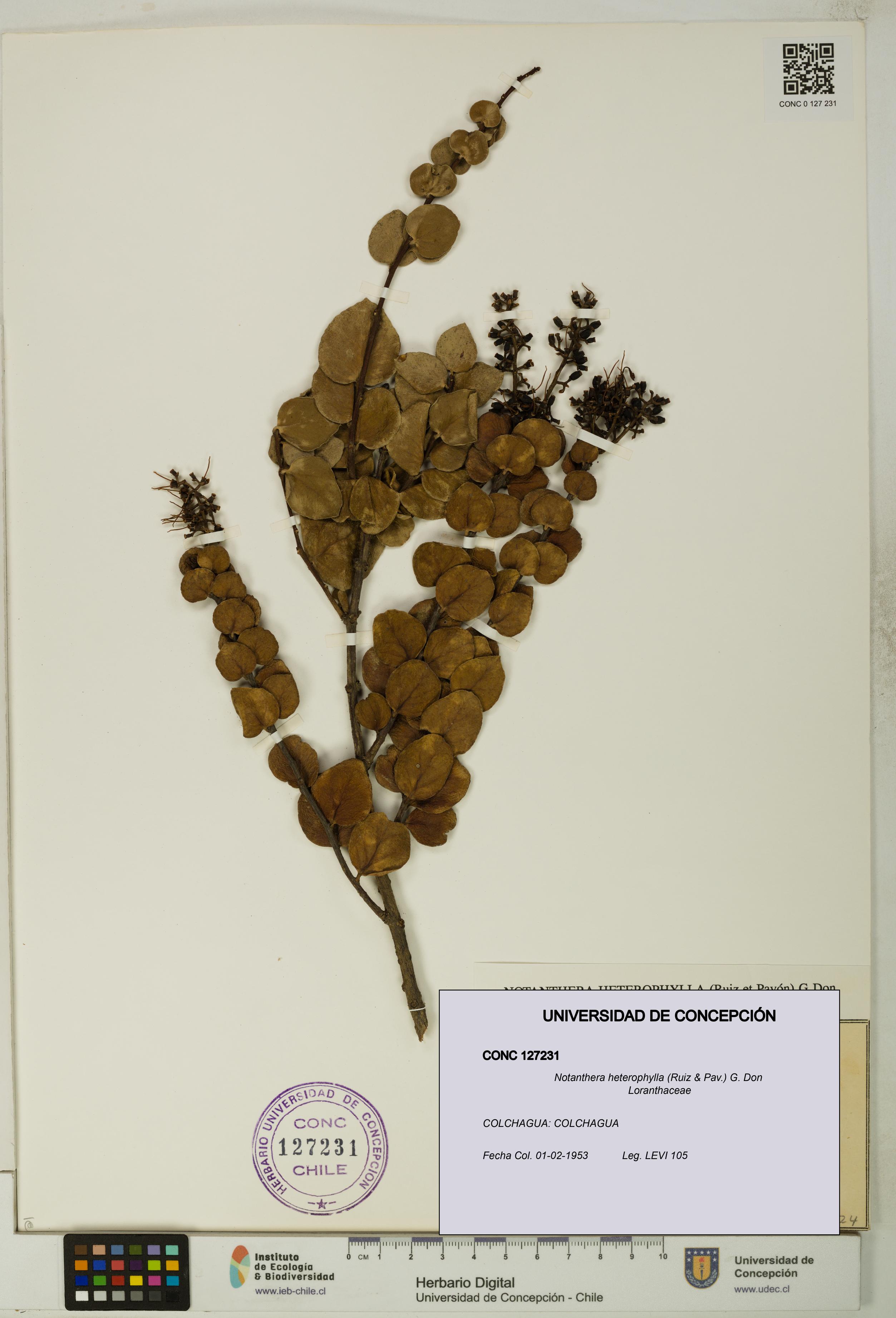 Notanthera heterophylla [Espécimen: UDEC:CONC:0127231]