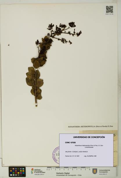 Notanthera heterophylla [Espécimen: UDEC:CONC:0127232]