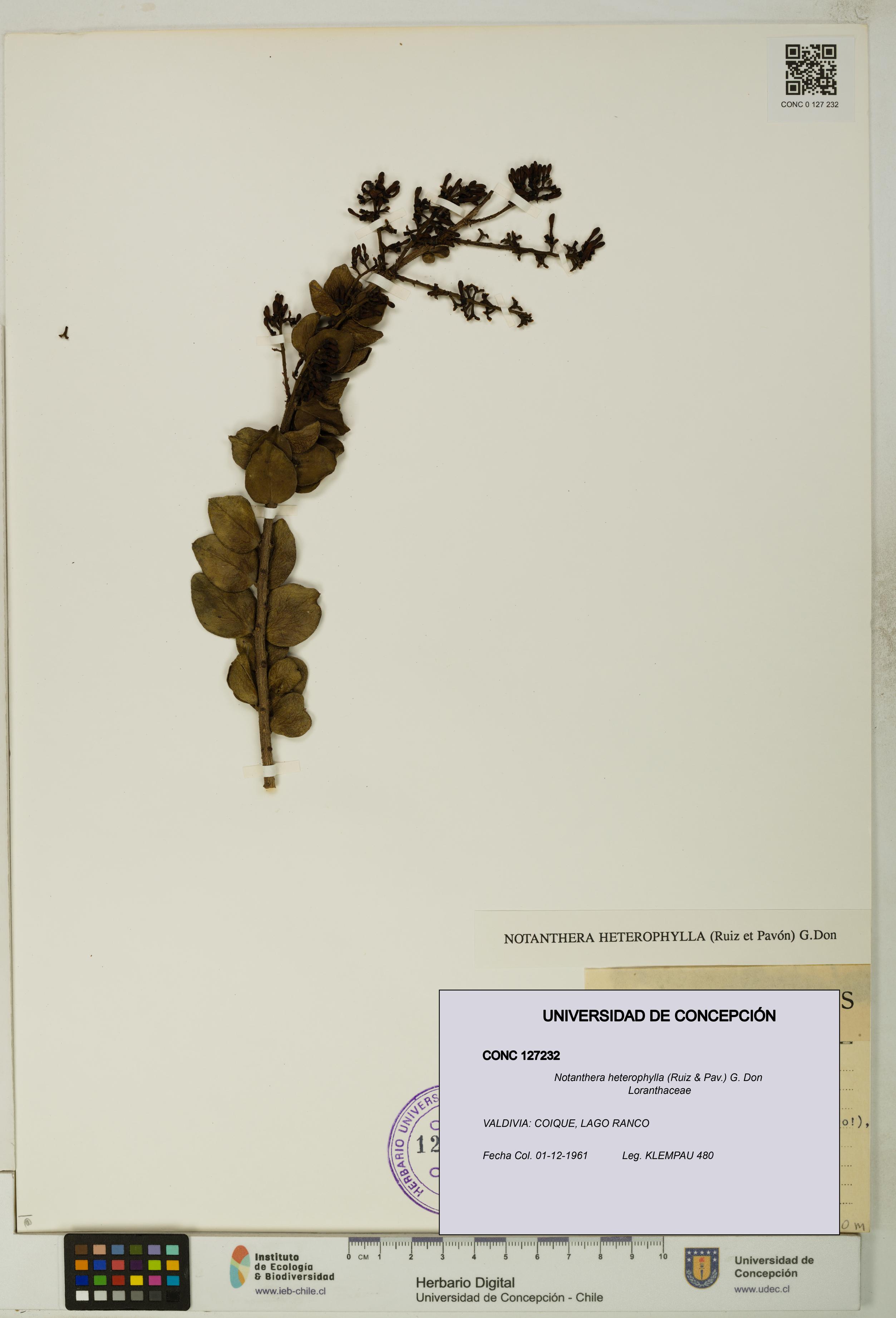 Notanthera heterophylla [Espécimen: UDEC:CONC:0127232]